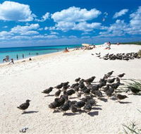 Michaelmas and Upolo Cays National Park - Accommodation Mount Tamborine