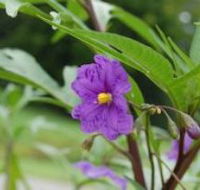 Alpha Native Flower Garden - Accommodation Mount Tamborine