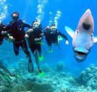 Gotham City Dive Site - Accommodation Mount Tamborine