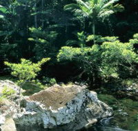 Conway State Forest - Accommodation Mount Tamborine