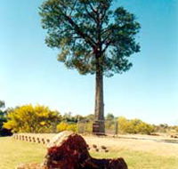 Robbers Tree - Accommodation Mount Tamborine