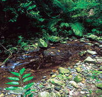 Wompoo Walk - Accommodation Mount Tamborine