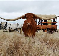 Texas Longhorn Wagon Tours and Safaris - Accommodation Mount Tamborine