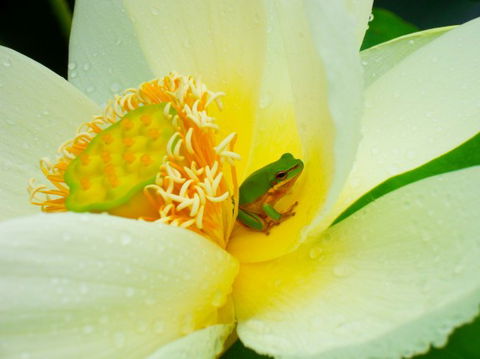 Brisbane Botanic Gardens Mount Coot-tha - Accommodation Mount Tamborine 7