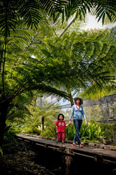 Brisbane Botanic Gardens Mount Coot-tha - Accommodation Mount Tamborine 8