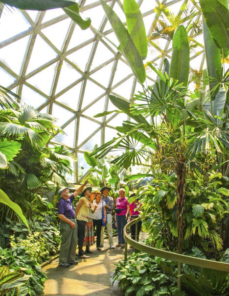 Brisbane Botanic Gardens Mount Coot-tha - Accommodation Mount Tamborine 10