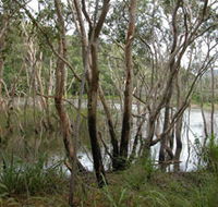 Mount Rooper Circuit and Swamp Bay Track - Accommodation Mount Tamborine