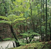 Fraser Island Great Walk - Accommodation Mount Tamborine