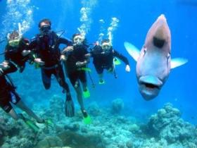 Henderson's Rock Dive Site - Accommodation Mount Tamborine 0