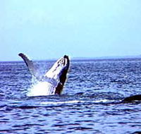 Whale Watching - Accommodation Mount Tamborine