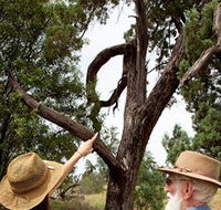 Charleville - Outback Native Timber Walk - Accommodation Mount Tamborine