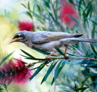 Windorah Nature Drive - Accommodation Mount Tamborine
