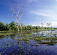 Tyto Wetlands - Accommodation Mount Tamborine
