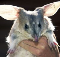 Charleville - Bilby Experience - Accommodation Mount Tamborine