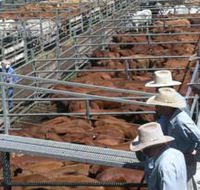 Dalrymple Sales Yards - Cattle Sales - Accommodation Mount Tamborine