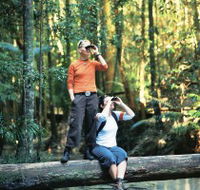 Birdwatching on the Fraser Coast - Accommodation Mount Tamborine
