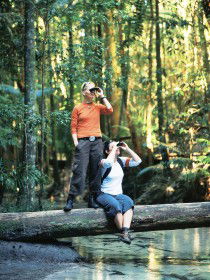 Birdwatching On The Fraser Coast - Accommodation Mount Tamborine 0