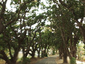 Mango Avenue - Accommodation Mount Tamborine 0