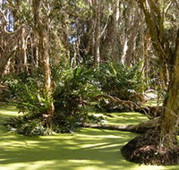 Arkarra Lagoons and Tea Gardens - Accommodation Mount Tamborine