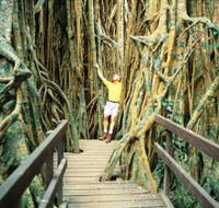Curtain Fig Tree - Accommodation Mount Tamborine