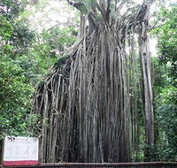 Curtain Fig National Park - Accommodation Mount Tamborine