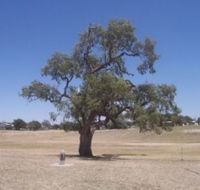 Historic Coolabah Tree - Accommodation Mount Tamborine