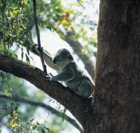 Daisy Hill Conservation Park - Accommodation Mount Tamborine