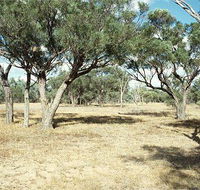 Forest Den National Park - Accommodation Mount Tamborine