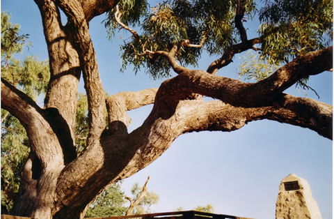 Burke And Wills Dig Tree - Accommodation Mount Tamborine 1