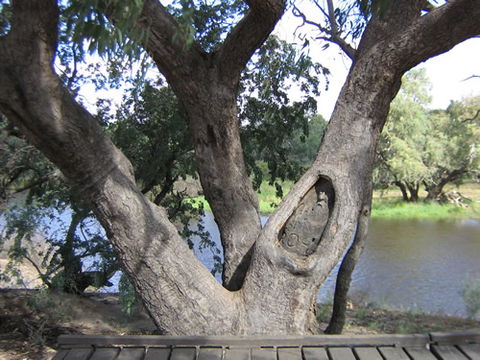 Burke And Wills Dig Tree - Accommodation Mount Tamborine 2