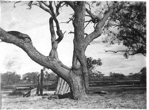 Burke And Wills Dig Tree - Accommodation Mount Tamborine 5