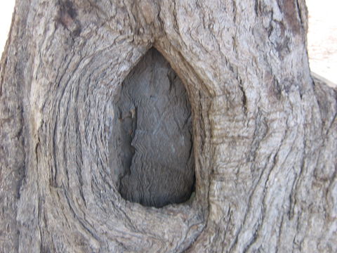 Burke And Wills Dig Tree - Accommodation Mount Tamborine 10