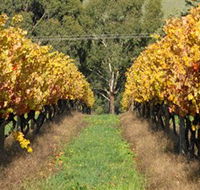 Wild Dog Winery  Restaurant - Accommodation Mount Tamborine