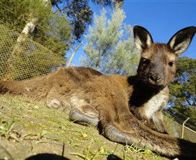 Ercildoune VIC Accommodation Mount Tamborine