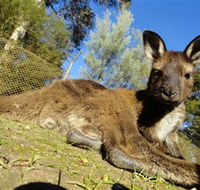 Ballarat Wildlife Park - Accommodation Mount Tamborine