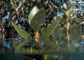 Jawbone Marine Sanctuary - Accommodation Mount Tamborine 0