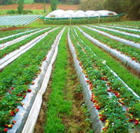 Kookaberry Strawberry Farm - Accommodation Mount Tamborine