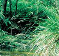 Lerderderg State Park - Accommodation Mount Tamborine