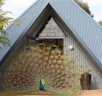 Halls Gap Zoo - Accommodation Mount Tamborine