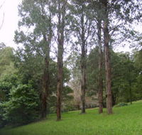Mount Dandenong Arboretum - Accommodation Mount Tamborine
