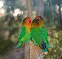 Ballarat Bird World - Accommodation Mount Tamborine