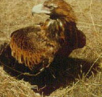 Long Forest Nature Conservation Reserve - Accommodation Mount Tamborine