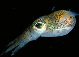 Corner Inlet Marine National Park - Accommodation Mount Tamborine 0