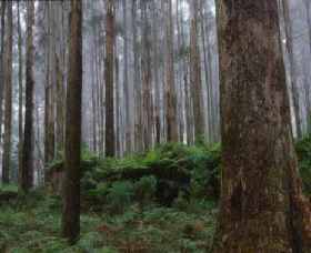 Accommodation Mount Tamborine