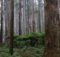 Kinglake National Park - Accommodation Mount Tamborine