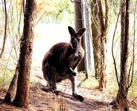 Princetown VIC Accommodation Mount Tamborine