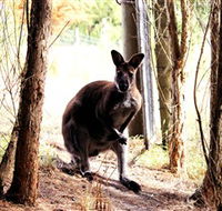 Great Ocean Road Wildlife Park - Accommodation Mount Tamborine