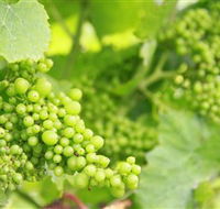 Waratah Hills Vineyard - Accommodation Mount Tamborine