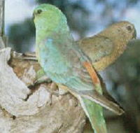 Lake Albacutya Regional Park - Accommodation Mount Tamborine