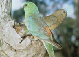 Lake Albacutya Regional Park - Accommodation Mount Tamborine 0